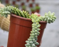 /album/exterior/sedum-burrito-jpg/